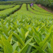 蒿坪茶