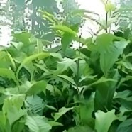 云抗43号