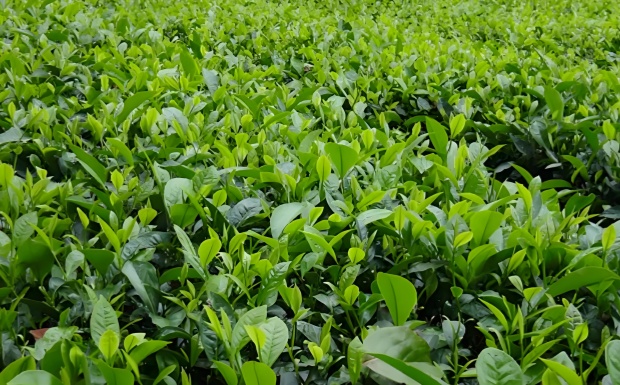 云抗10号.jpg 云抗10号.jpg