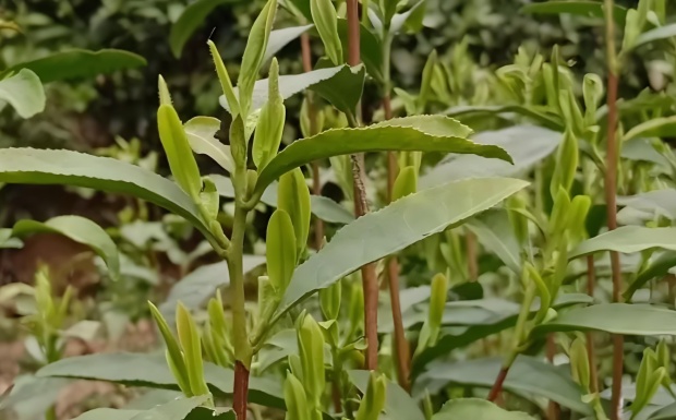 宝洪茶0.jpg 宝洪茶0.jpg