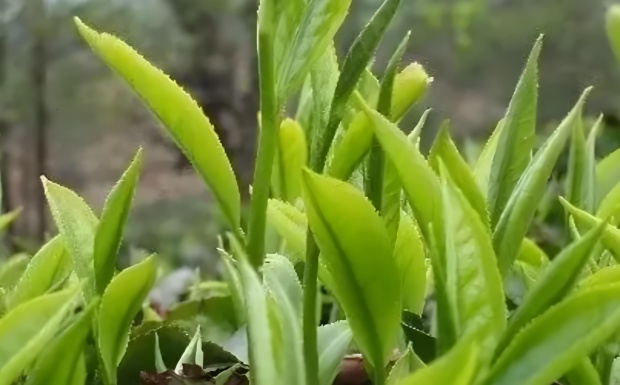翠华茶