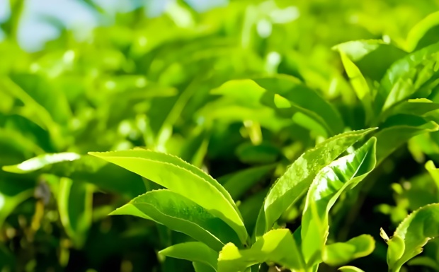 云龙山大叶茶.jpg 云龙山大叶茶.jpg