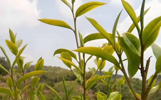 邦东大叶茶.jpg 邦东大叶茶.jpg