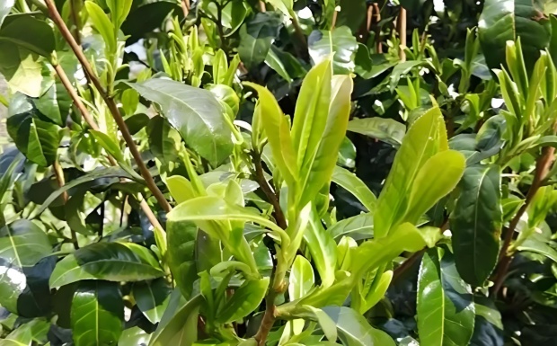 漭水大叶茶.jpg 漭水大叶茶.jpg