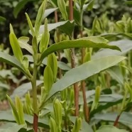 宝洪茶树