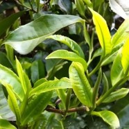 小古德大叶茶