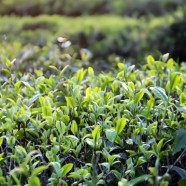 元江糯茶