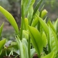 翠华茶