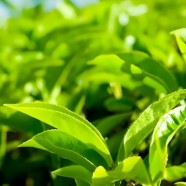云龙山大叶茶
