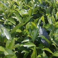 易武绿芽茶
