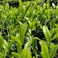 绿春玛玉茶树