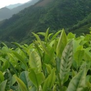 广南白毛茶