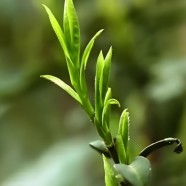 竹叶青茶树