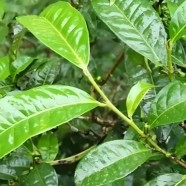 官寨茶