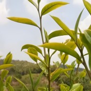 邦东大叶茶