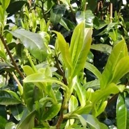 漭水大叶茶