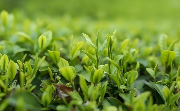 都匀毛尖茶