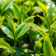 蒲川大折浪茶