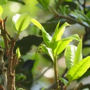 南糯山大叶茶