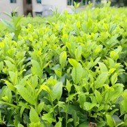 黔湄419