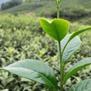 贵定仰旺茶