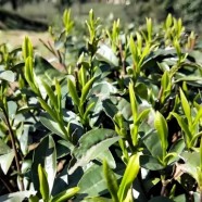 湄潭苔茶