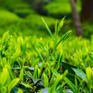峨眉枇杷茶