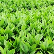 荥经枇杷茶