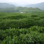 南江大叶茶