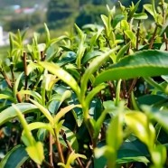 西山茶树