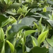 瑶山种