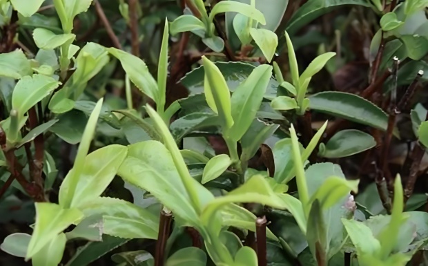 牙己茶