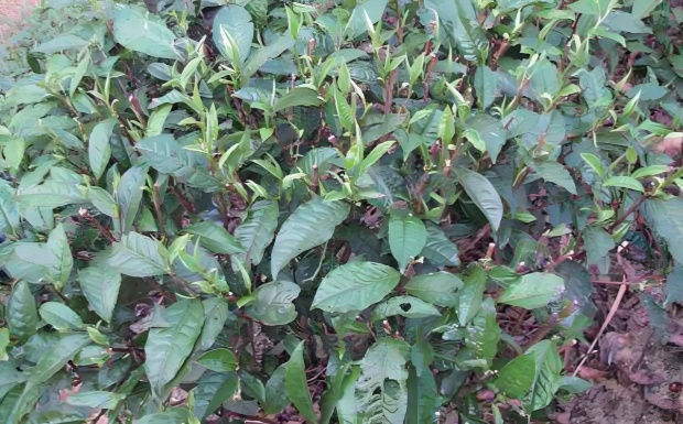 六垌大叶茶