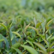 六堡茶树