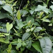 宛田大叶茶