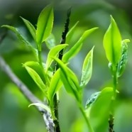 龙胜龙脊茶