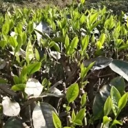 凌云白毛茶