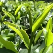 英红9号
