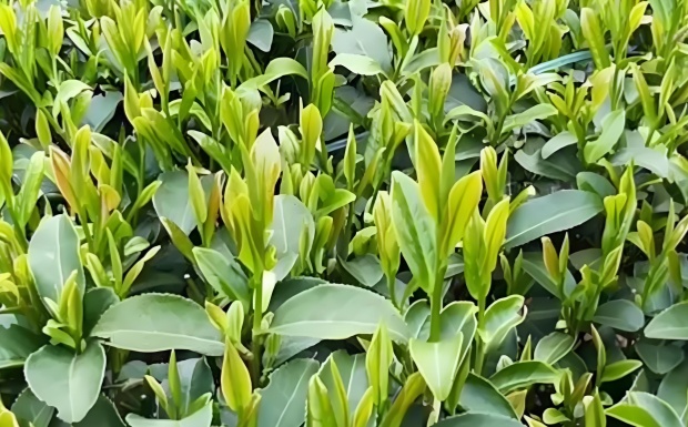 沿溪山白毛茶.jpg 沿溪山白毛茶.jpg