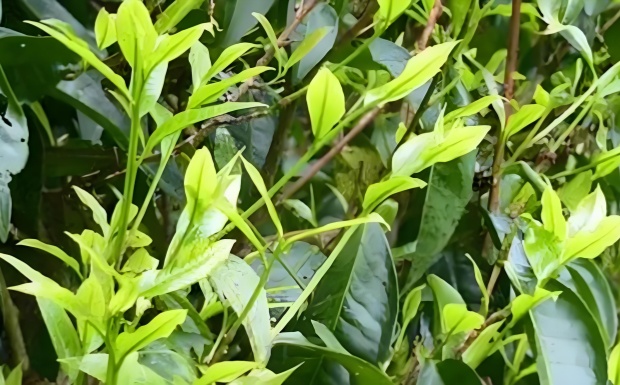 连南大叶茶.jpg 连南大叶茶.jpg