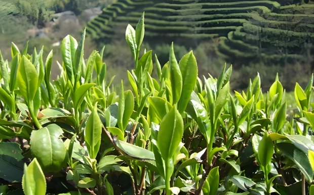 乐昌白毛茶.jpg 乐昌白毛茶.jpg