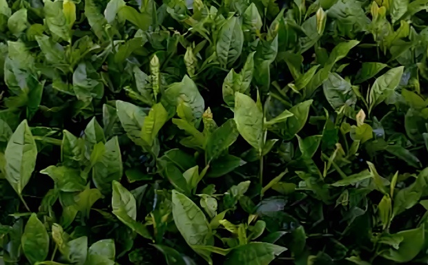 茗丰.jpg 茗丰.jpg