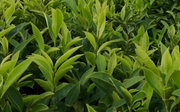 涟茶10号.jpg 涟茶10号.jpg