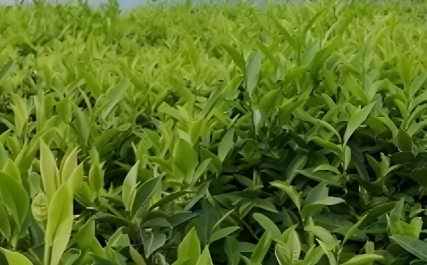涟茶2号.jpg 涟茶2号.jpg