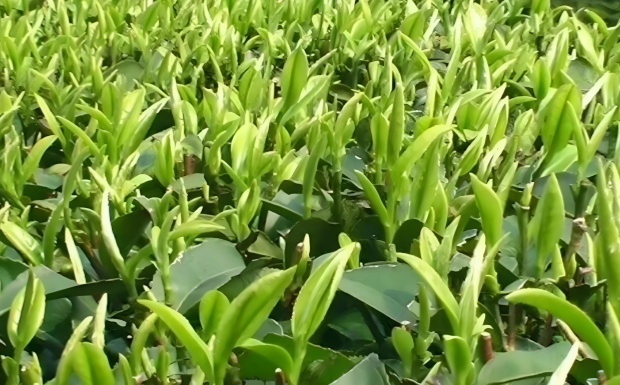 福大61号.jpg 福大61号.jpg