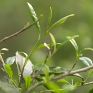 小叶白心