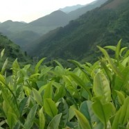 仁化白毛茶