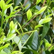 连南大叶茶