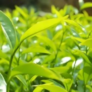 凤凰水仙茶