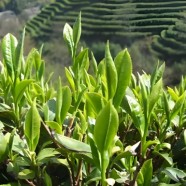 乐昌白毛茶